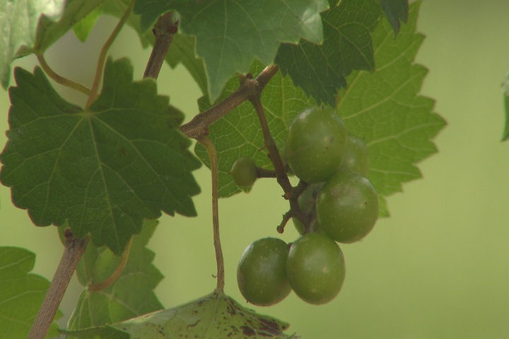 Help your muscadines grow effectively